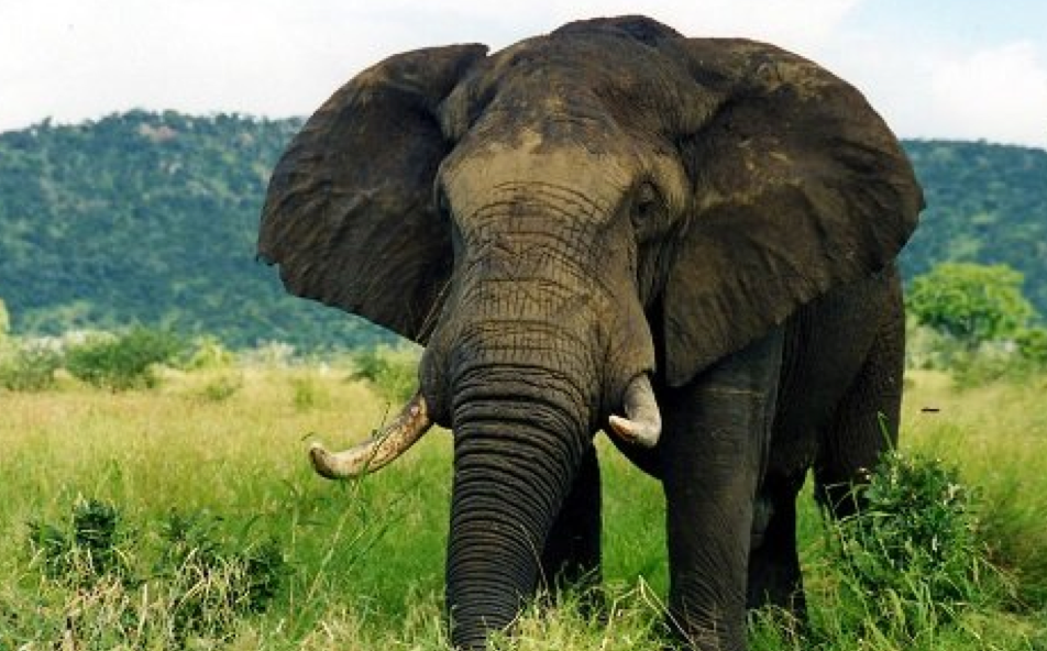 http://www.natsukijun.com/svnow/African%20elephant.png