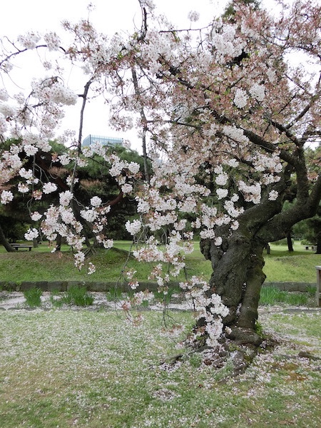 http://www.natsukijun.com/svnow/CIMG4657cherry%20blossoms.jpg