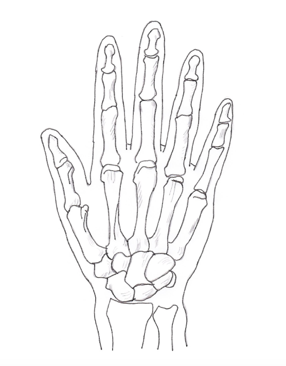 http://www.natsukijun.com/svnow/Hand%20posterior-pen.png