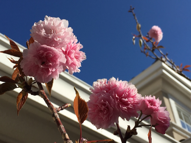 http://www.natsukijun.com/svnow/IMG_0645%20cherry%20blossoms.jpg