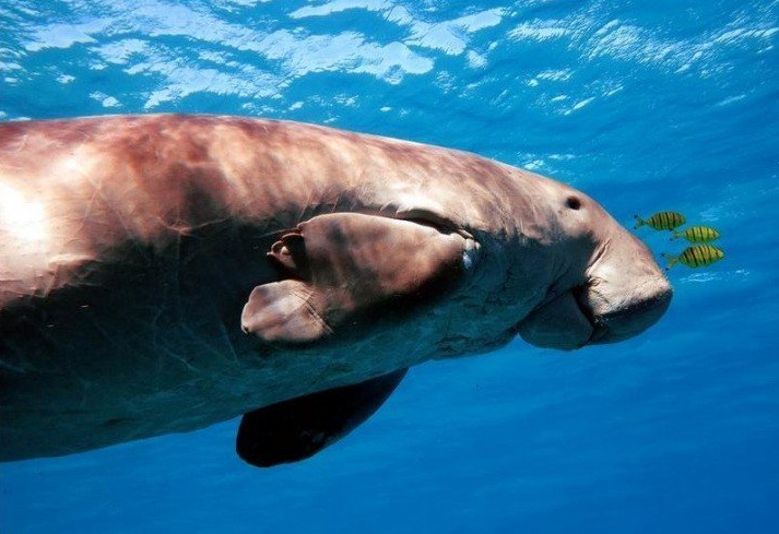 http://www.natsukijun.com/svnow/SEN%20Dugong.png