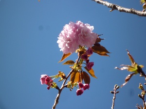 P1220159CherryBlossomsmall.jpg