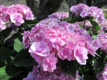 img_0776_hydrangea-fest-nagasaki