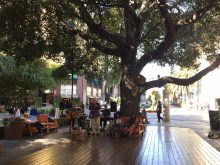 img_4662_tree-at-santana-row