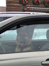 img_5293s_dog_at_wheel2