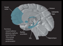 vta_striatum