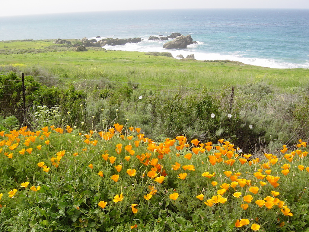 スーパーブルーム とカリフォルニアの花 夏来潤のエッセイサイト