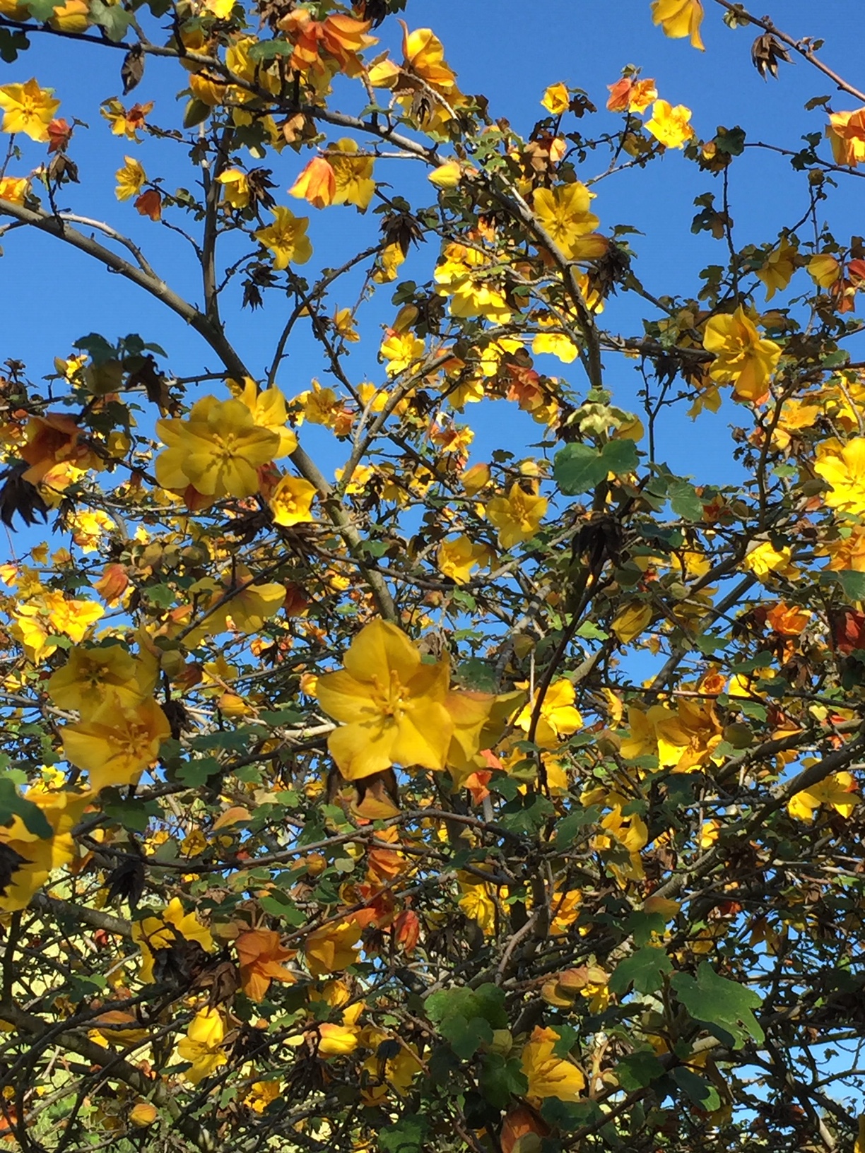 スーパーブルーム とカリフォルニアの花 夏来潤のエッセイサイト