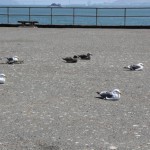 橋のたもとはカモメのたまり場