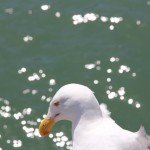 物思いにふけるカモメ