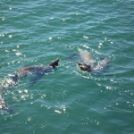 埠頭のまわりにはカリフォルニア・アシカ