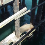 う~ん、ひなたぼっこが気持ちいい