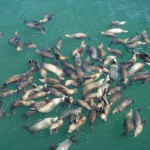 キャッ、たくさん浮かんでる!