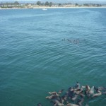 いくつもプカリプカリ