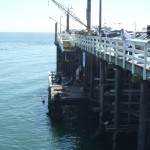 アシカのまわりは人間もすずなり