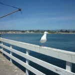 釣り人のエサを狙うカモメたち