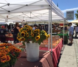 あら、もうヒマワリが!