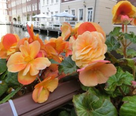 ホテルも園内も花に囲まれる