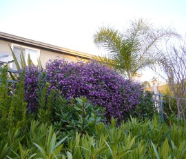 毎年1月から2月にかけて、この紫色の花が住宅地を彩ります。