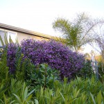 毎年1月から2月にかけて、この紫色の花が住宅地を彩ります。