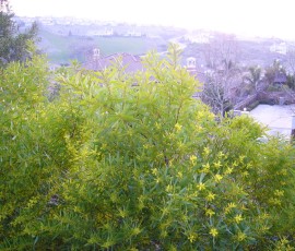 名前は知りませんが、黄色い花をつける植物。葉っぱも黄緑でとてもきれいです。