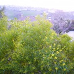 名前は知りませんが、黄色い花をつける植物。葉っぱも黄緑でとてもきれいです。