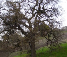 アメリカのドラマ「大草原の小さな家」を思い起こす木。散歩道のお気に入りです。