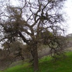 アメリカのドラマ「大草原の小さな家」を思い起こす木。散歩道のお気に入りです。