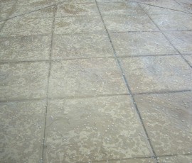 裏庭にポツポツ