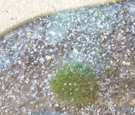 庭のアルメリアにもポツポツ。植物も寒そうです