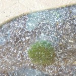 庭のアルメリアにもポツポツ。植物も寒そうです