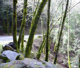 途中、サラトガの山中では、苔むした木々が並びます