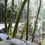 途中、サラトガの山中では、苔むした木々が並びます