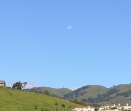 新緑と月のいいコントラスト