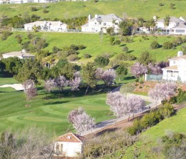 もう桜の季節なのに雪が降るなんて