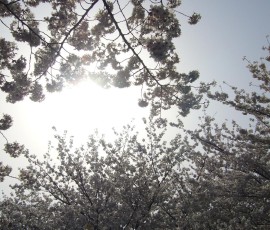 上野公園。まさに桜の屋根です