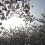 上野公園。まさに桜の屋根です