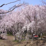 京都の桜守さんのお庭