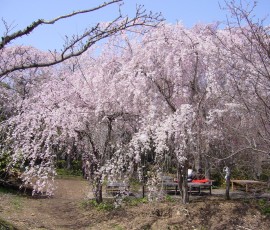 京都の桜守さんのお庭