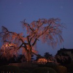 円山公園のしだれ桜