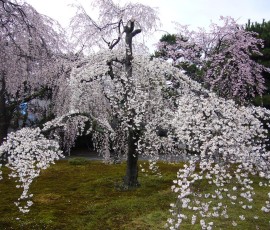 京都御所のしだれ桜
