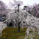 京都御所のしだれ桜