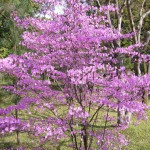 仁和寺(にんなじ)の花。桜のかわりに満開です