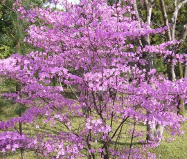 仁和寺(にんなじ)の花。桜のかわりに満開です