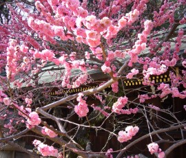 北野天満宮の梅