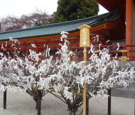 花かと思いきや、おみくじの木。平安神宮にて