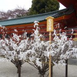 花かと思いきや、おみくじの木。平安神宮にて