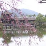 平安神宮庭園のしだれ桜。ちょっと早かったのが残念