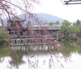 平安神宮庭園のしだれ桜。ちょっと早かったのが残念