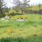カリフォルニアの州の花、カリフォルニアポピー
